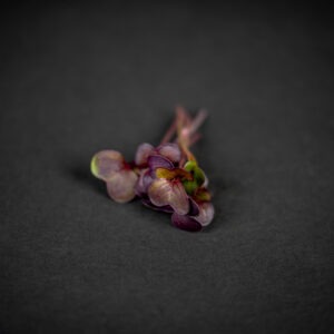 Retek mikrozöldség