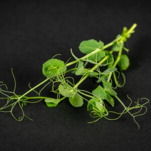 Borsó mikrozöldség