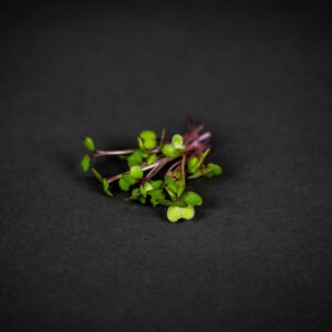 Káposzta mikrozöldség