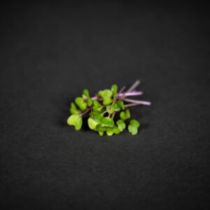 Karalábé mikrozöldség