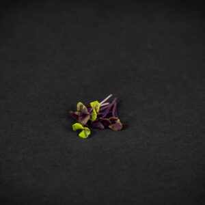 Bazsalikom mikrozöldség