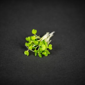 Pak choi mikrozöldség